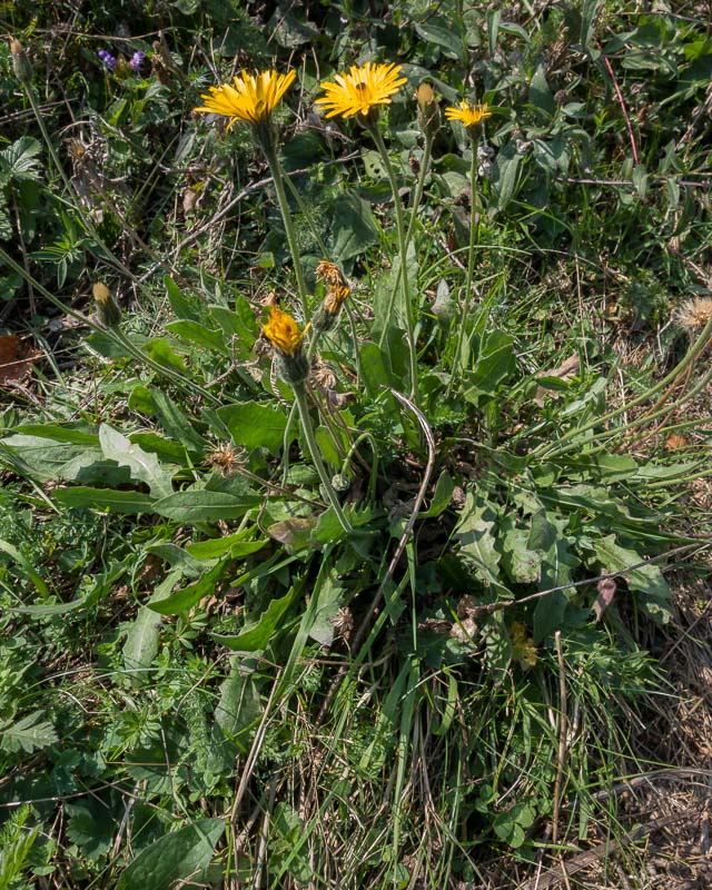 Asteracea a fiore giallo- Leontodon sp.